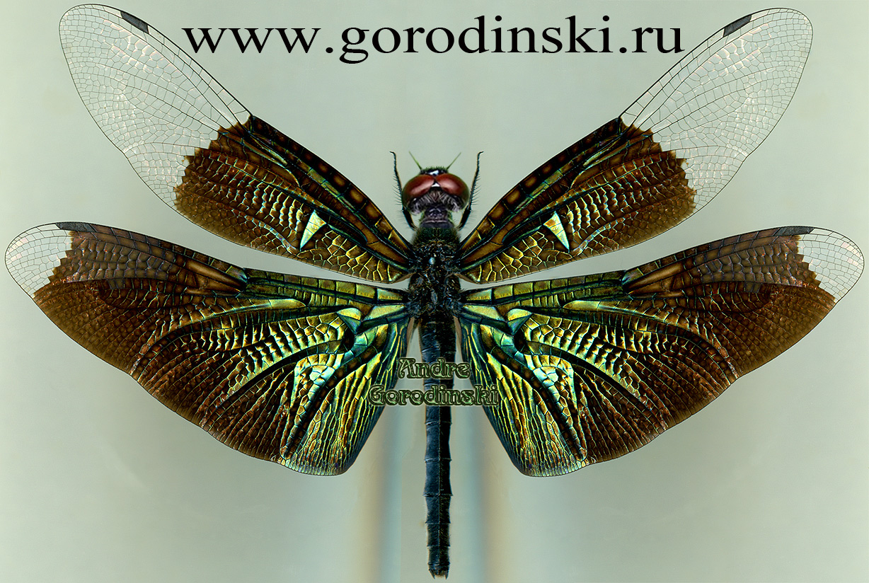 http://www.gorodinski.ru/insects/Rhyothemis plutonia.jpg